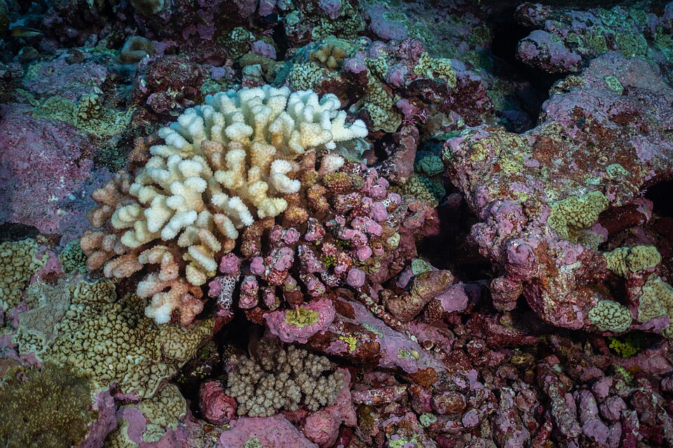The bright white feeding scar on part of a coral is a sign that the crown-of-thorns starfish is near