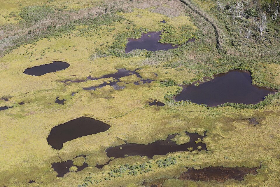 Hurricane Sandy severely damaged coastal marsh areas at Long Island refuges after neighboring barrie