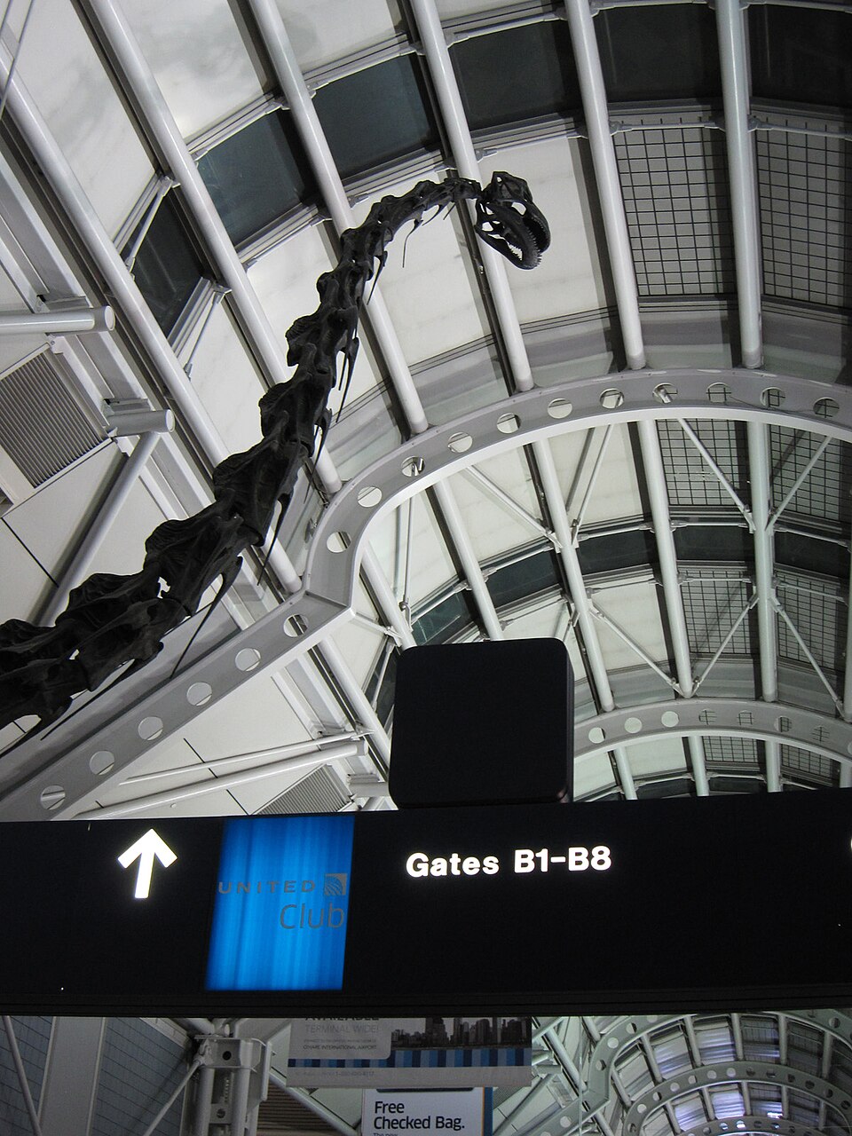 This plant-eating dinosaur from about 150 million years ago is a replica, based on bones in the Fiel