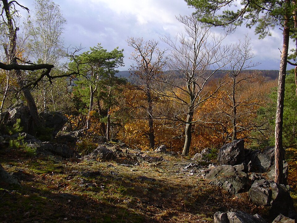 Forest in Křivoklátsko protected area, Czech Republic