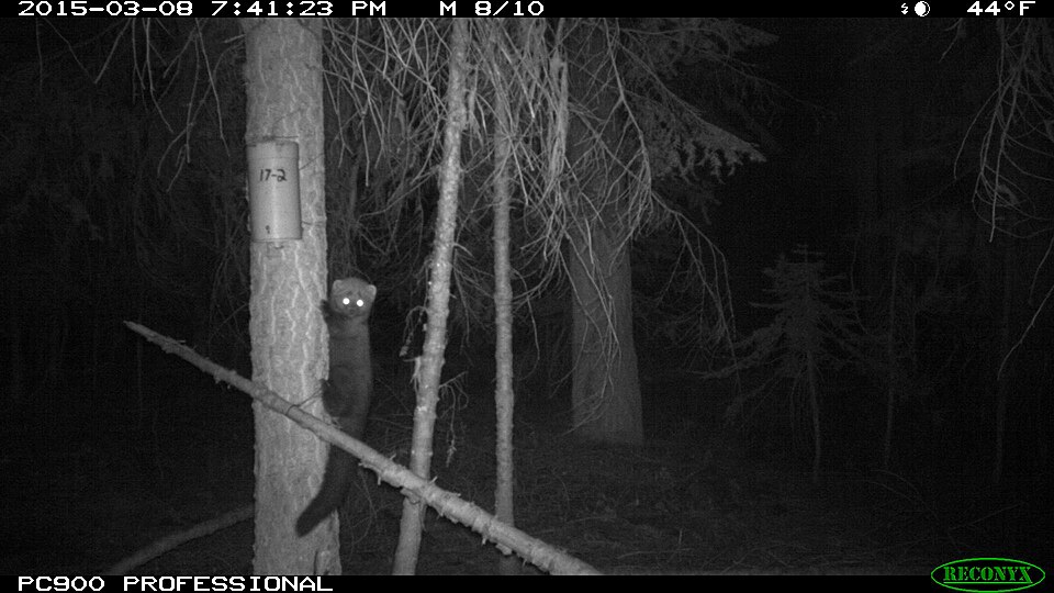 BLM using satellites to study fishers in southern Oregon
By Toshio Suzuki, April 14, 2016
Capturing 